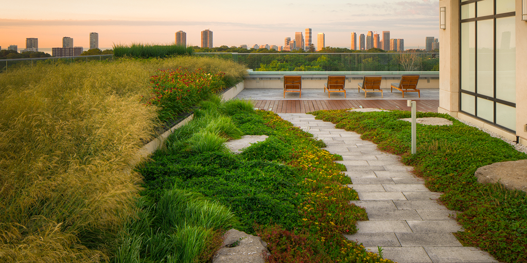 The green roof at 2 Old Mill contributes to measurable economic, social, and environmental outcomes. (Image: Jeff McNeill Photography)