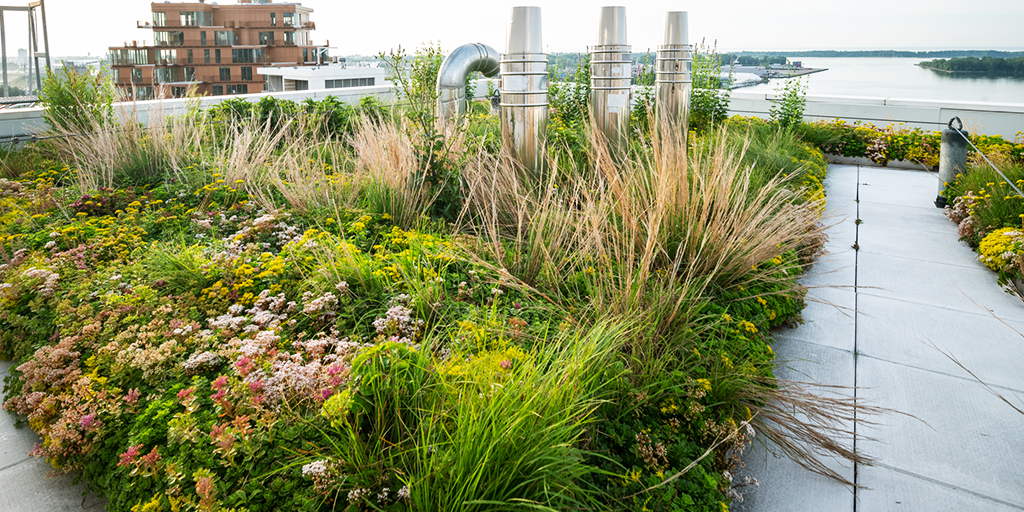 Aquabella at Bayside integrates stormwater management with biodiversity enhancement and recovery. (Image: NLSW)