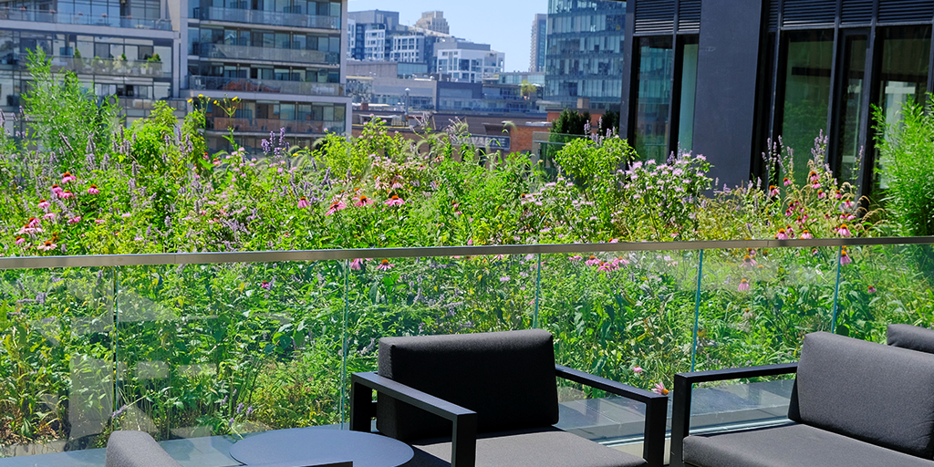 Biodiverse planting at Waterworks demonstrates commitment to climate action and environmental objectives through green infrastructure. (Image: LiveRoof)