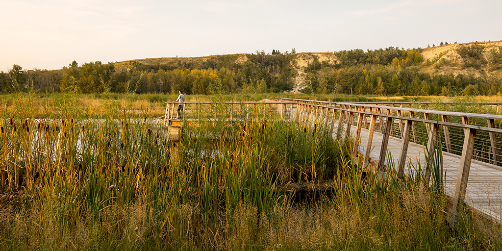 Boardwalk over wet meadow