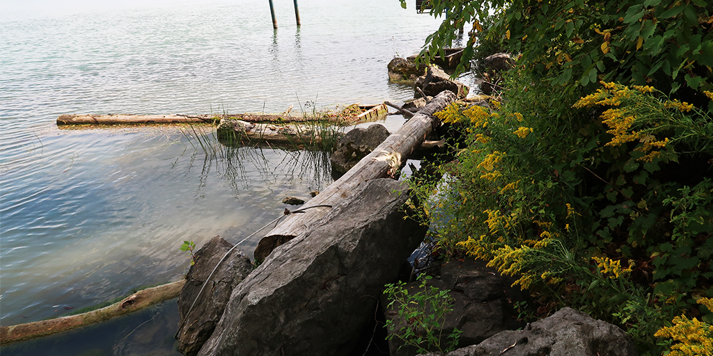 Anchored trees and large stones.&nbsp;(Image: S. Careri)