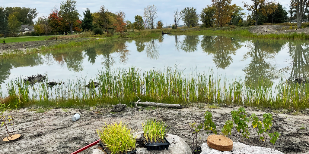 Gonder’s Flats wetland planting in progress.&nbsp;(Image: NPC)