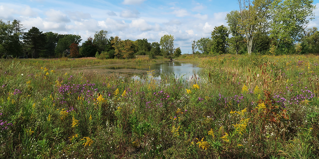 Restoration in progress at Gonder’s Flats wetland habitat.&nbsp;(Image: S. Careri)