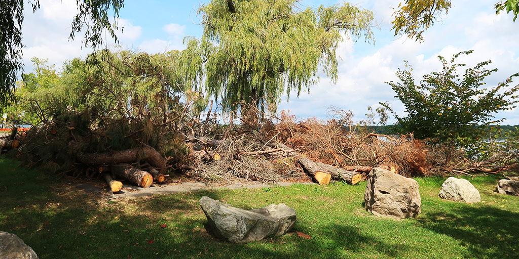 Retained trees for restoration work. (Image: S. Careri)