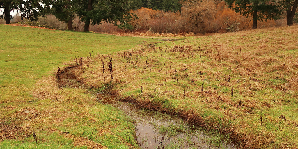 Restored stream corridor now flows for much of the year toward Bentham Creek and Prospect Lake.&nbsp;(Image: S. Careri)