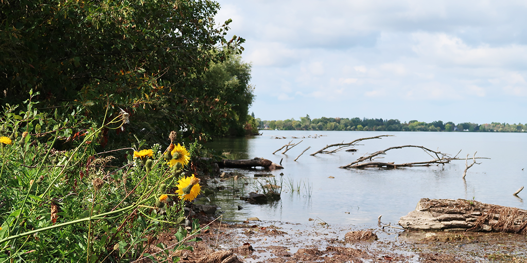 Niagara River shoreline (Image: S. Careri)