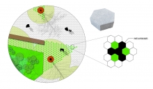 Détail en plan du motif de pavage hexagonal comprenant des interstices végétalis