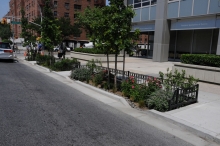 Stormwater tree pit capturing road water runoff  