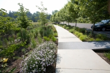 Parking lot water runoff into bioretention installation