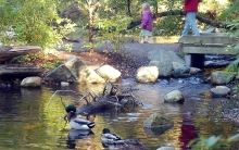 Stanley Park Salmon Stream