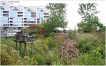 Spadina Quay Wetland
