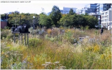 Spadina Quay Wetland