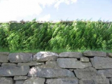 Acoustic Plant Screen