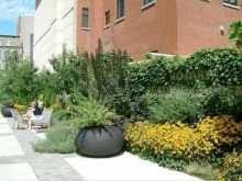 Central Library Rotary Reading Garden