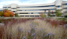 Urban Prairie | Transformation of the Plaza from Hardscape to Grassland