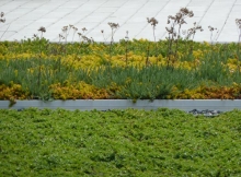 Nathan Phillips Square Podium Green Roof Garden