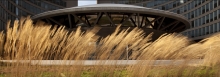Nathan Phillips Square Podium Green Roof Garden
