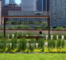 Nathan Phillips Square Podium Green Roof Garden