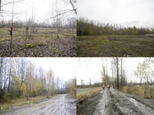 Existing condition of site illustrating stunted vegetation growth prior to regeneration.