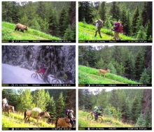 These 6 images were taken from the same motion detector camera