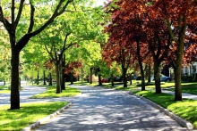 WESTMOUNT NEIGHBOURHOOD: STREETSCAPE WITH PLANTED BOULEVARD