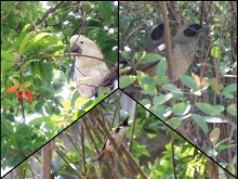 Positive results of an increase of biodiversity index of birds