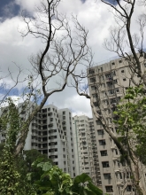 Problems of senescent Acacia trees - Poor health and structural condition jeopardize the public safety
