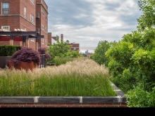 The borrowed landscape of towering trees (right) and historic building (left) frame the city skyline with a green foreground: an artful composition uniting natural and built form.