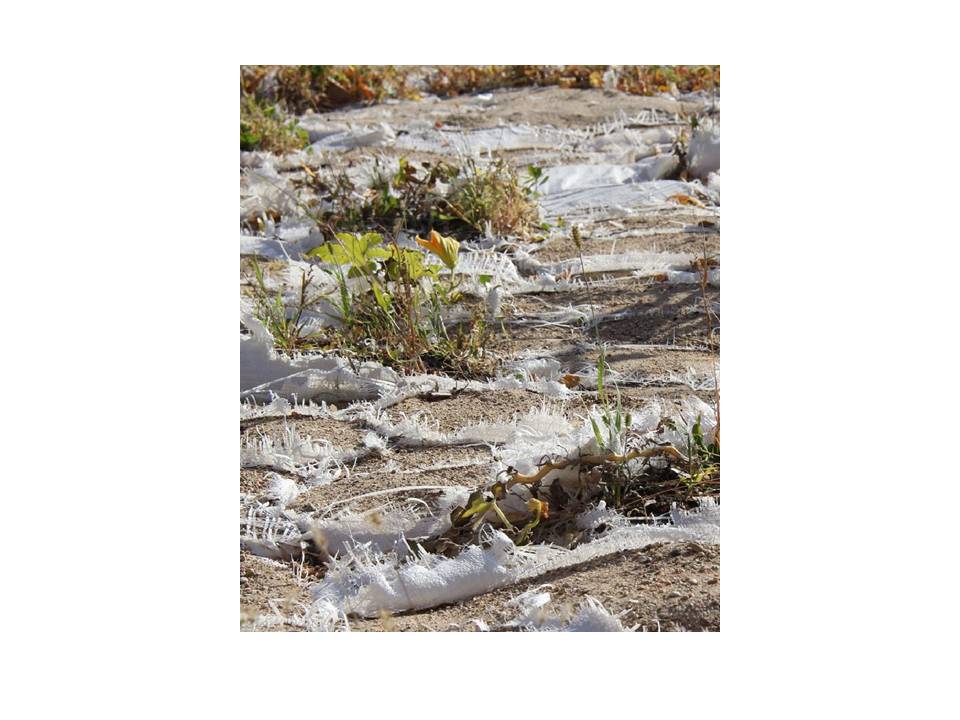 Instant Garden | CSLA