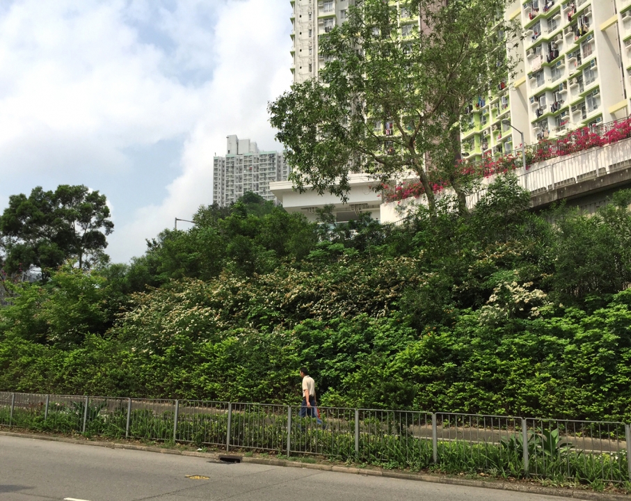 Proactive Rejuvenation of Senescent Acacia Slopes along Highways in ...