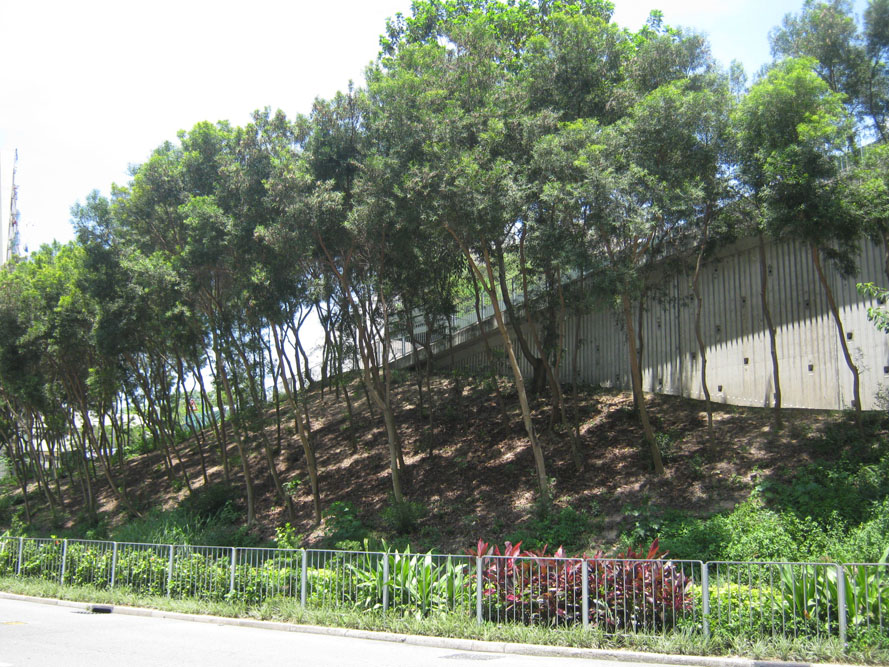 Proactive Rejuvenation of Senescent Acacia Slopes along Highways in ...